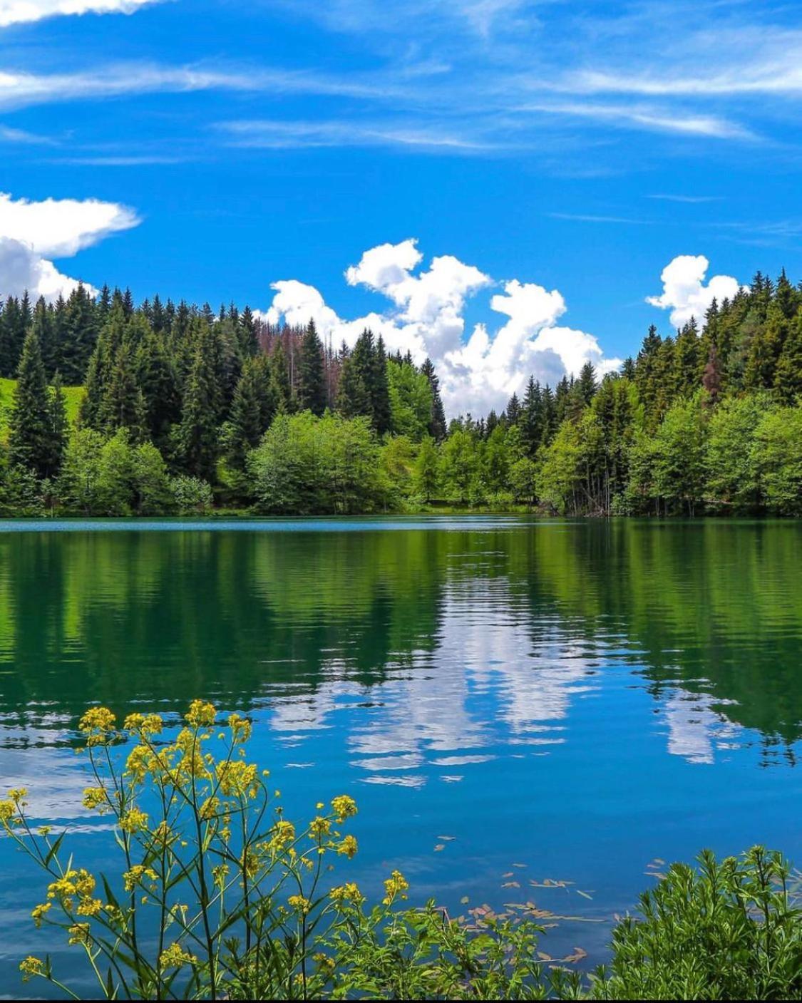 Black Forest Hotel Savsat Экстерьер фото