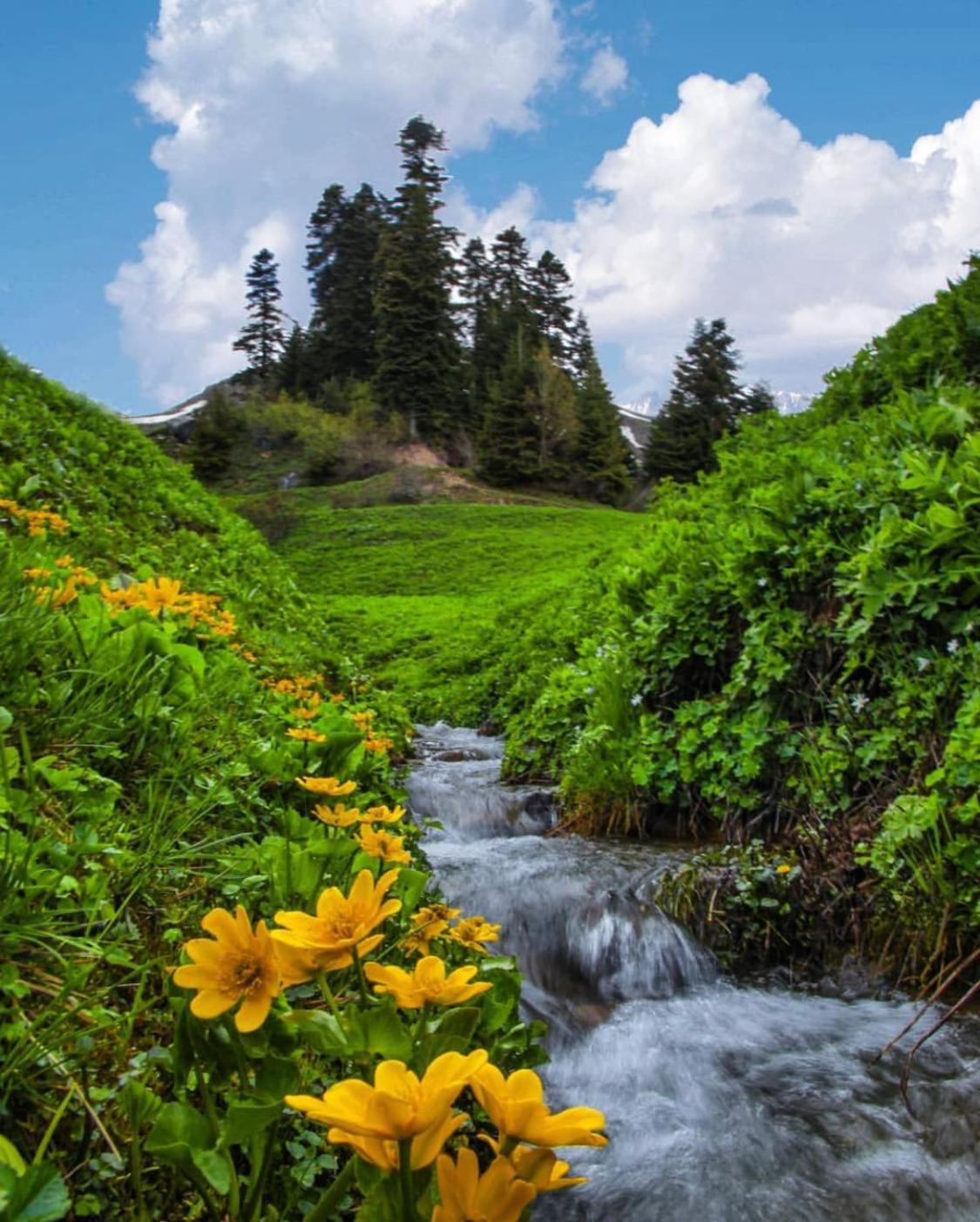Black Forest Hotel Savsat Экстерьер фото